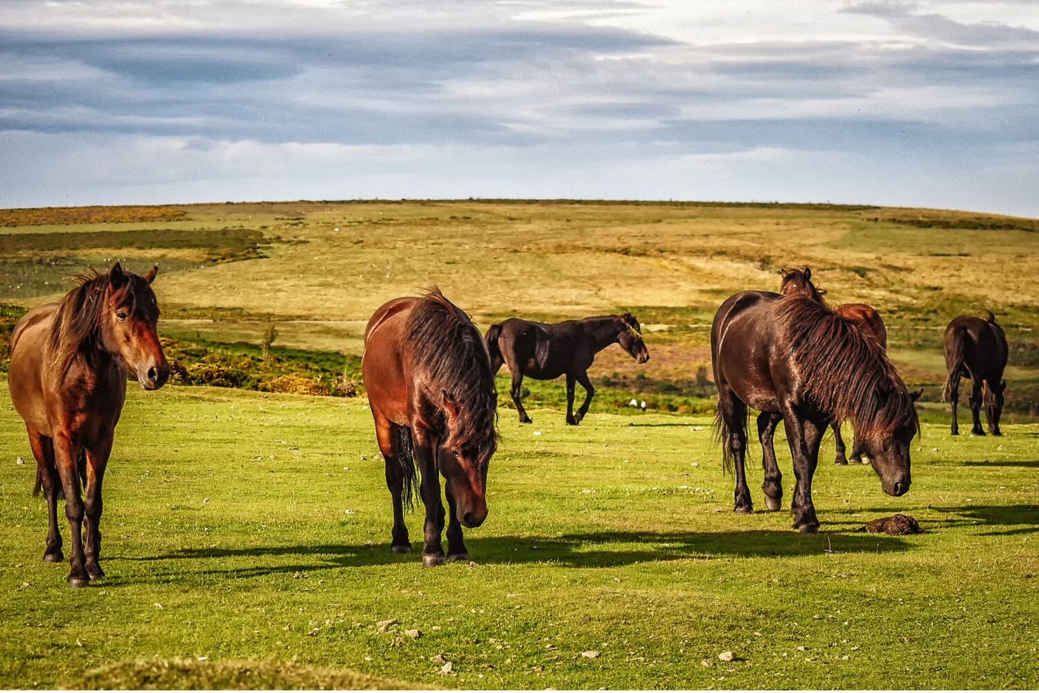 Visit_Tamar_Valley_Dartmoor_Ponies