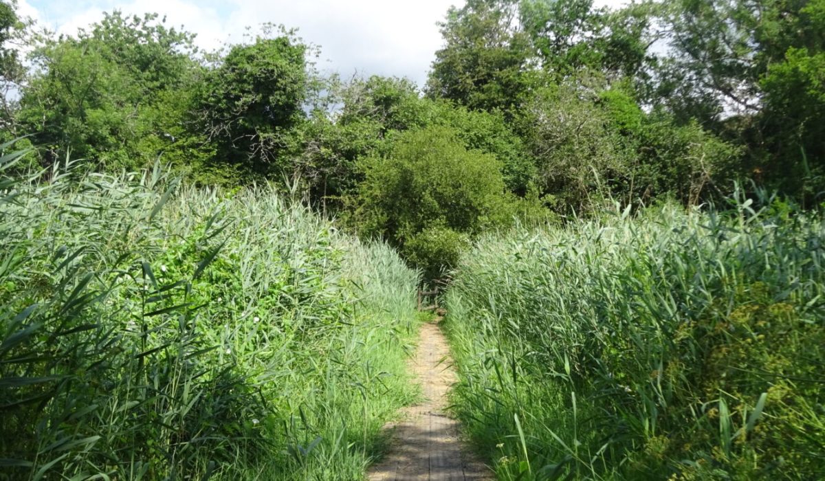 Boardwalk across the reedbed below Lockridge Farm