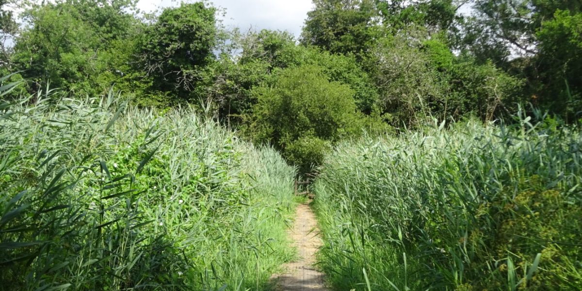 Boardwalk across the reedbed below Lockridge Farm