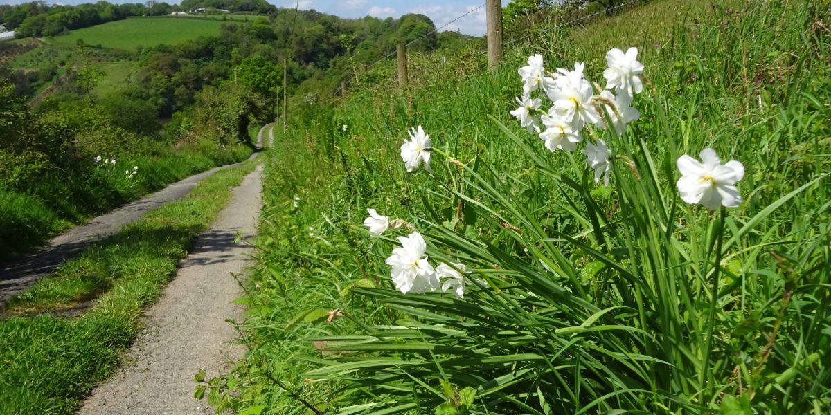 Tamar Double White daffodils in the hedgebank