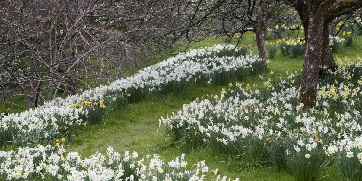 Path through daffodils at Cotehele, Cornwall
