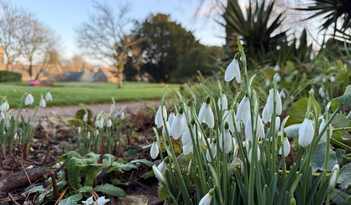 20250116 - Snowdrops in the Upper Garden at Cotehele