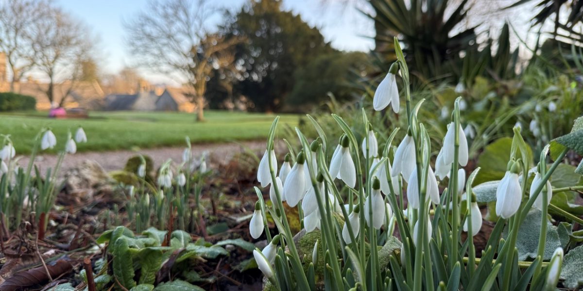 BLOG - 20250116 - Snowdrops in the Upper Garden at Cotehele