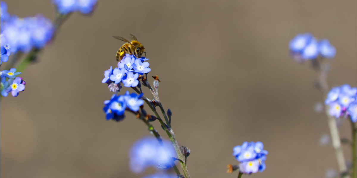 April forget me Not