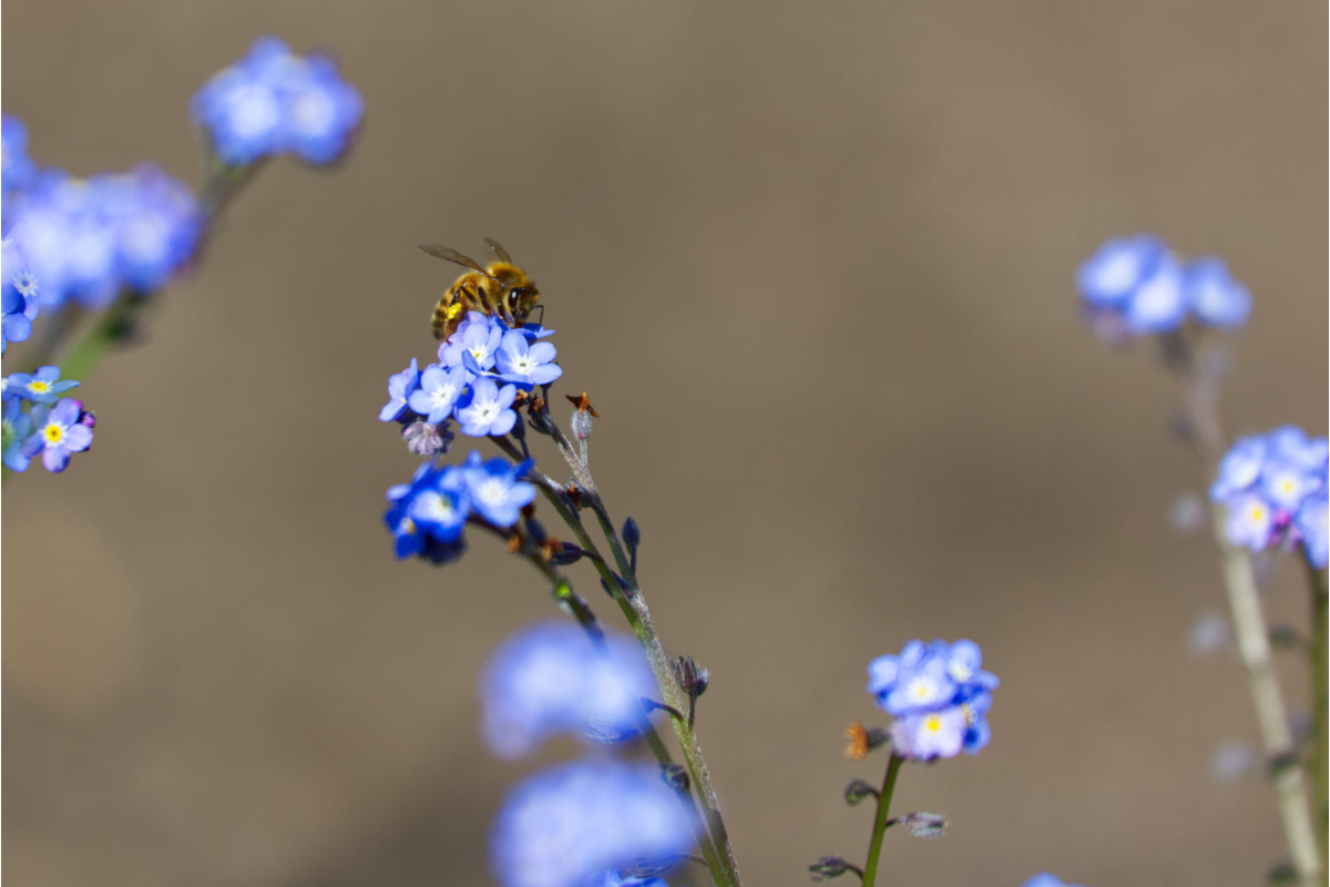 April forget me Not