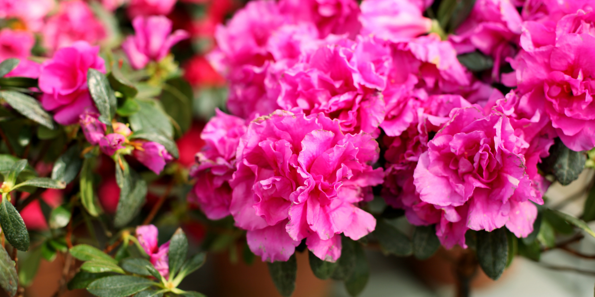 BLOG WHY GARDEN LOVERS FALL FOR (1)
