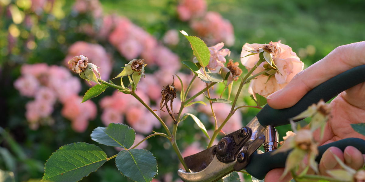 BLOG WHY GARDEN LOVERS FALL FOR (3)
