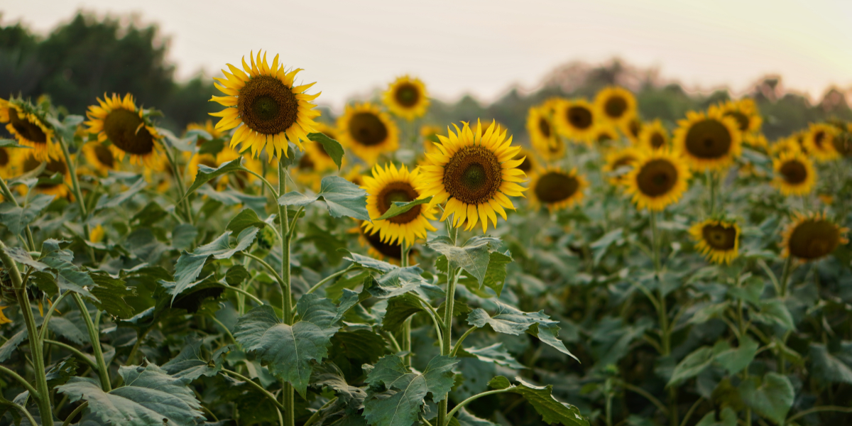 BLOG WHY GARDEN LOVERS FALL FOR