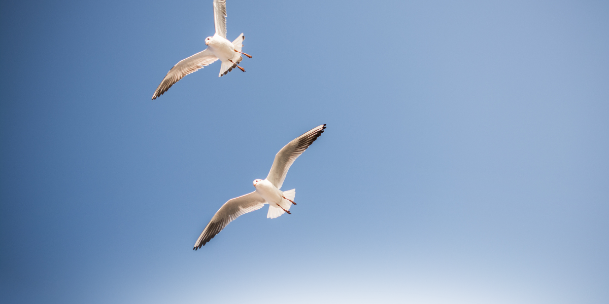 BLOG - WILD SWIMMING -