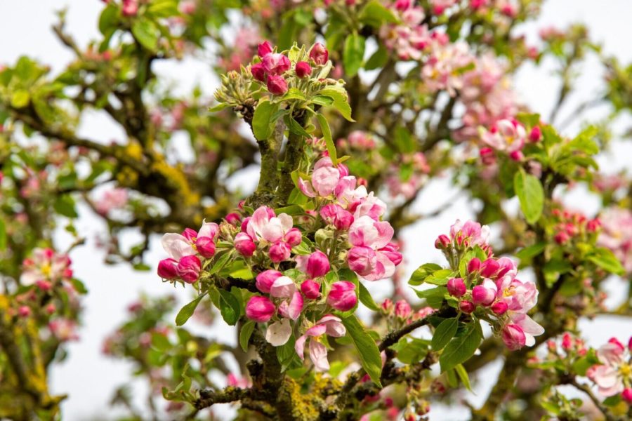 Blossom in the orchard at Beningbrough, North Yorkshire Blossom in the orchard at Beningbrough, North Yorkshire