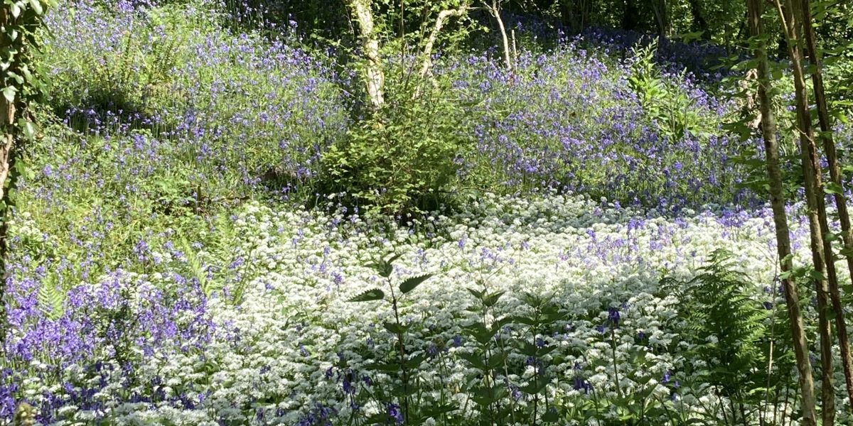 LMF - Bluebell wood 1