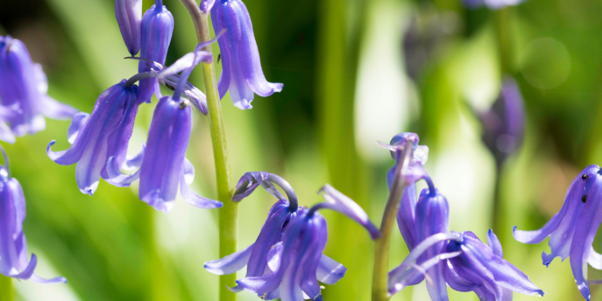 GTP  Bull pen FEATURE IMAGE (1)