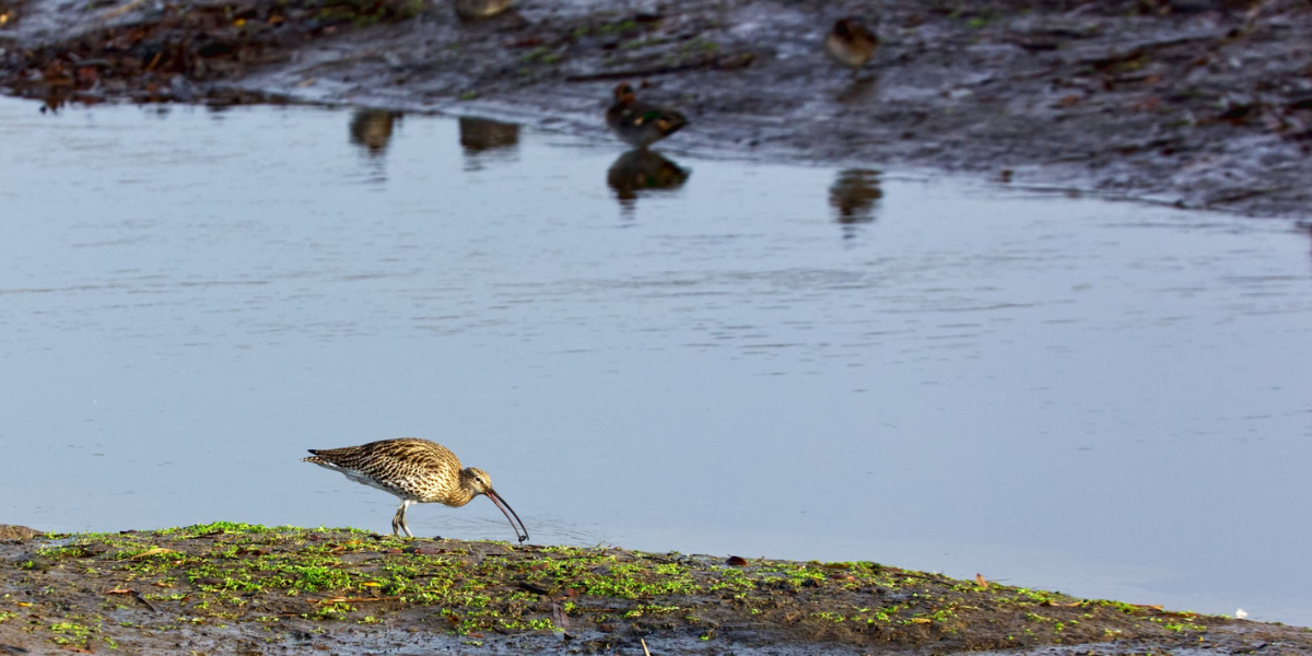 Visit_Tamar_Valley_december_curlew_photo_mike_wright
