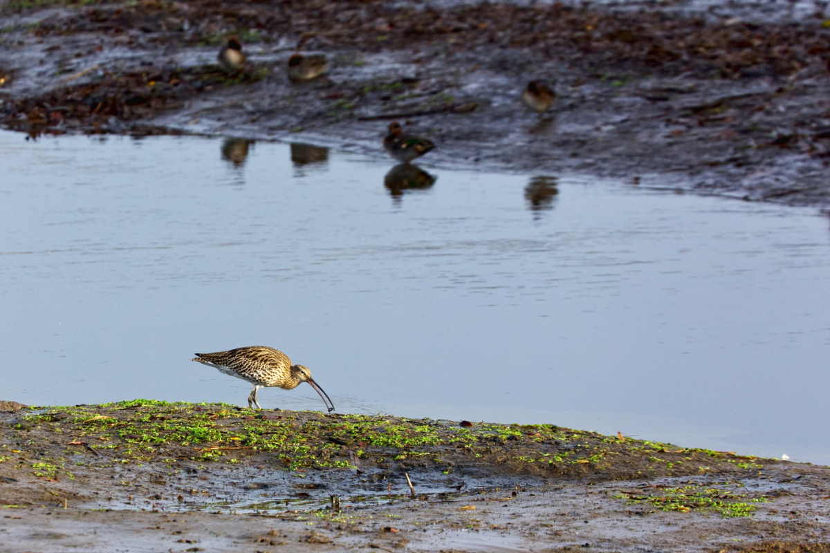 Visit_Tamar_Valley_december_curlew_photo_mike_wright