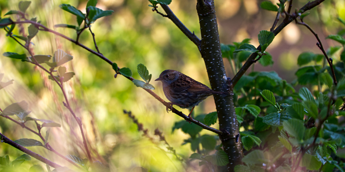 Visit_Tamar_Valley_dunnock_photo_mike_wright
