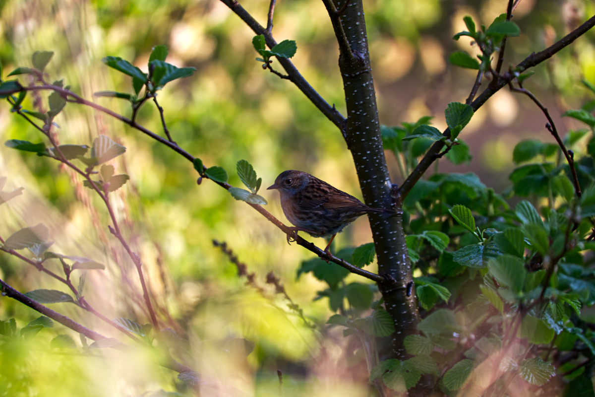 Visit_Tamar_Valley_dunnock_photo_mike_wright