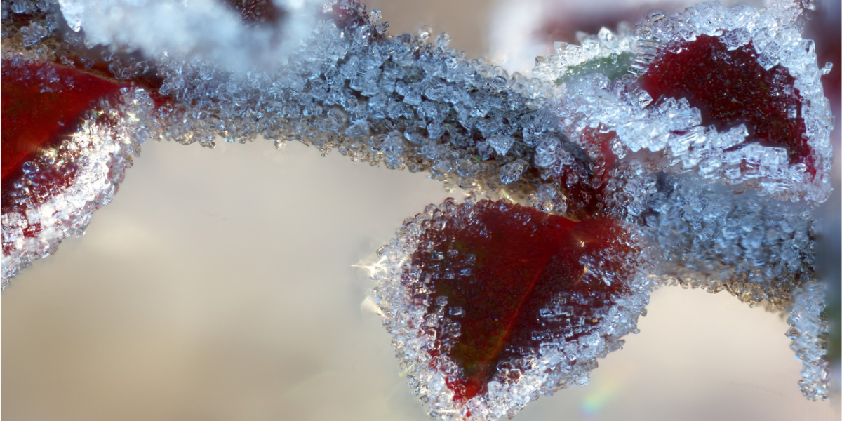 Visit_Tamar_Valley_winter_frost_photo_mike_wright