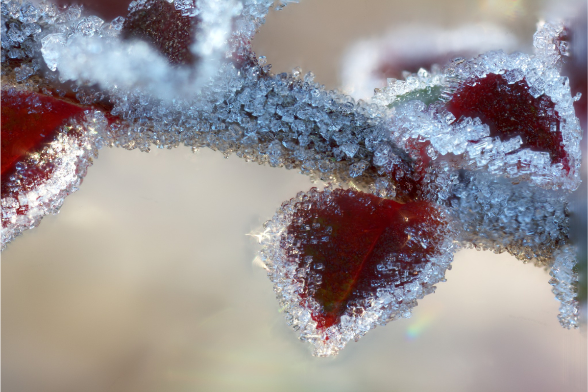 Visit_Tamar_Valley_winter_frost_photo_mike_wright