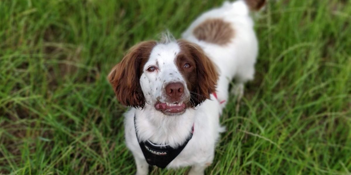 Local Walks Visit Tamar Valley Bridging Devon and Cornwall pic credit Cecily (1)