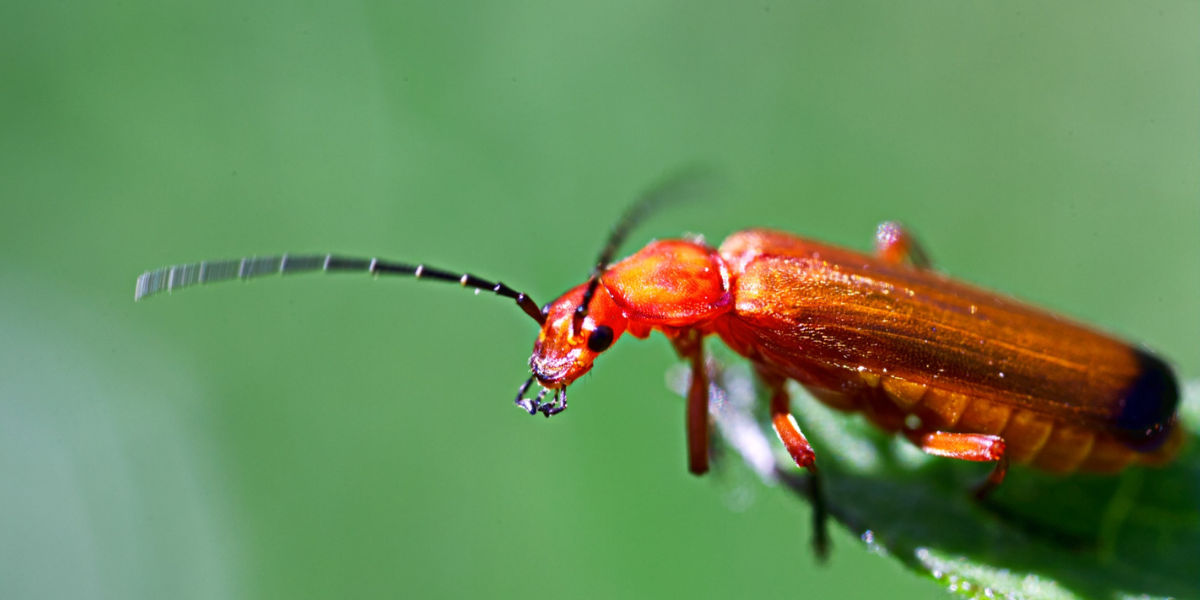 Red Beetle