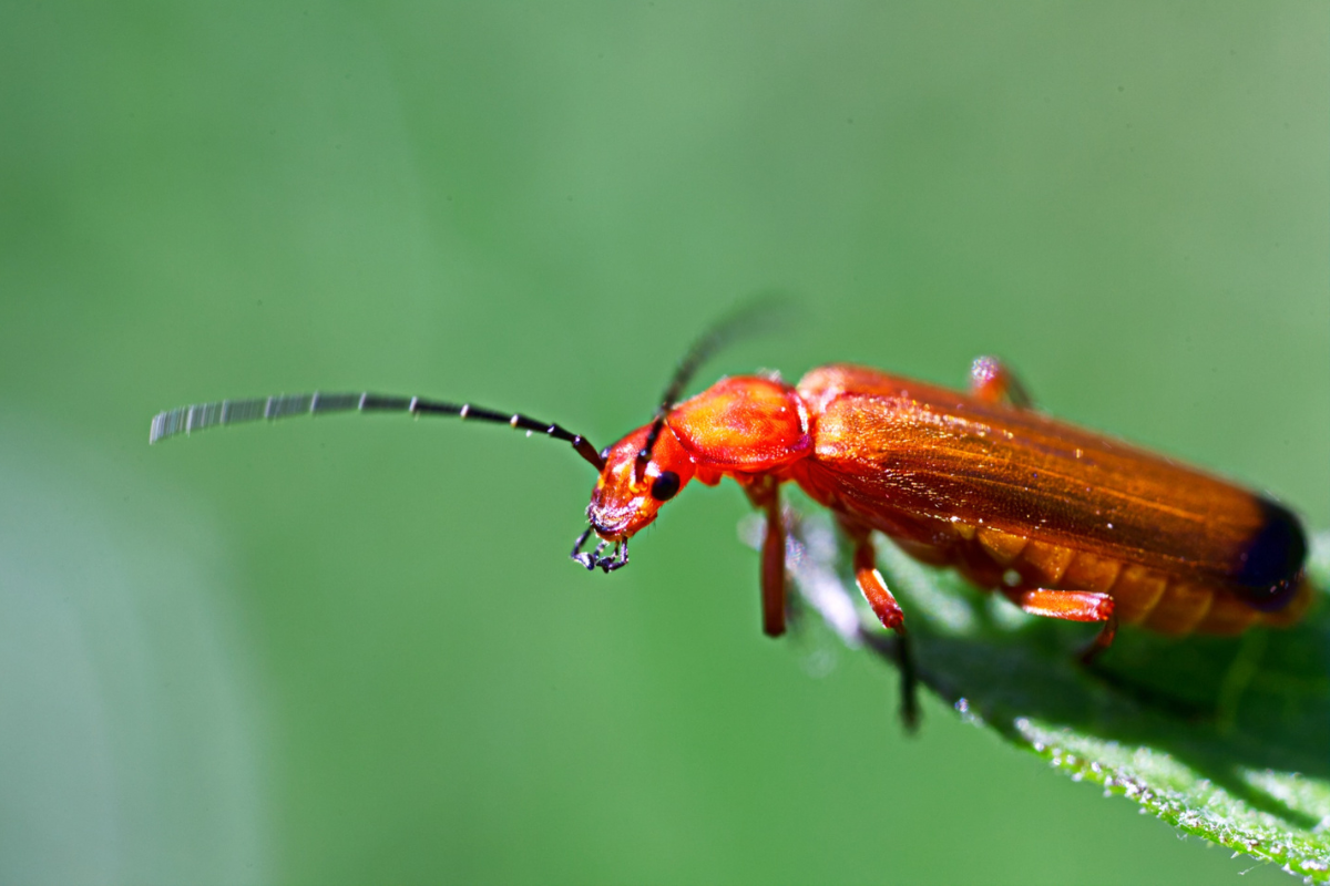 Red Beetle