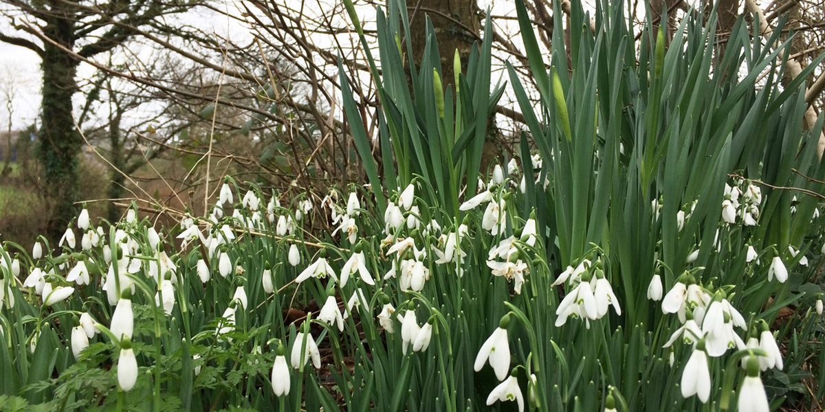 Todsworthy Snowdrops