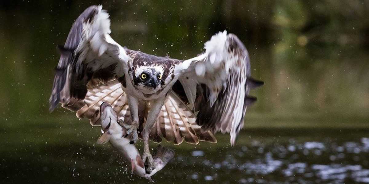 BLOG - Untitled-1_0000_osprey-4142730_1280