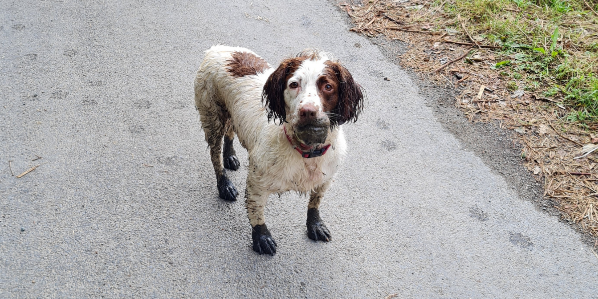 Visit_Tamar_Valley_Discovery_Trail_Dog