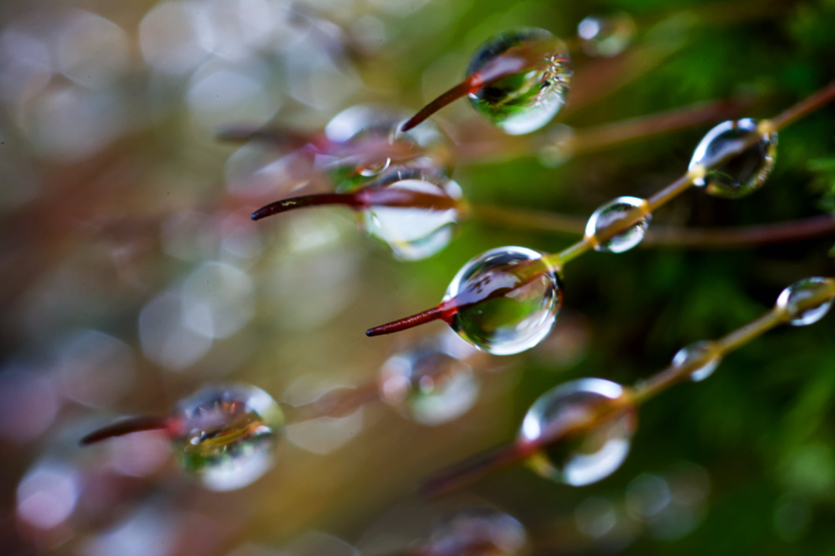 Visit_Tamar_Valley_February_rain_photo_mike_wright