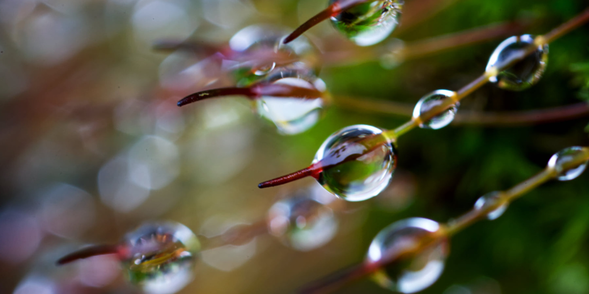 Visit_Tamar_Valley_February_rain_photo_mike_wright