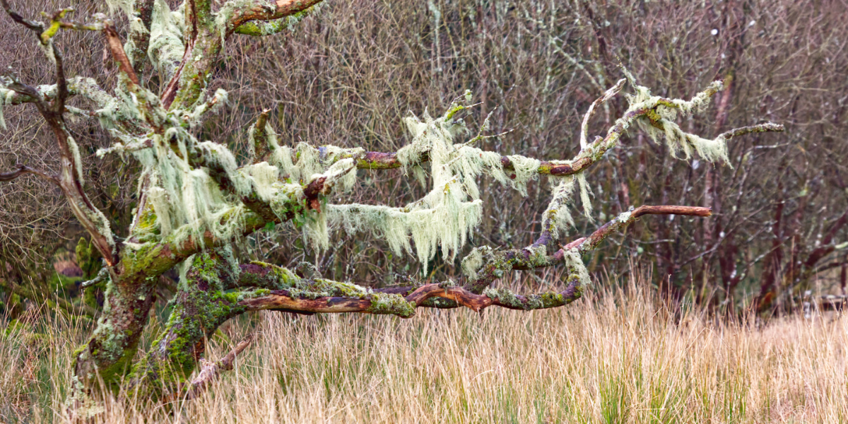 Visit_Tamar_Valley_oak_moss_photo_mike_wright