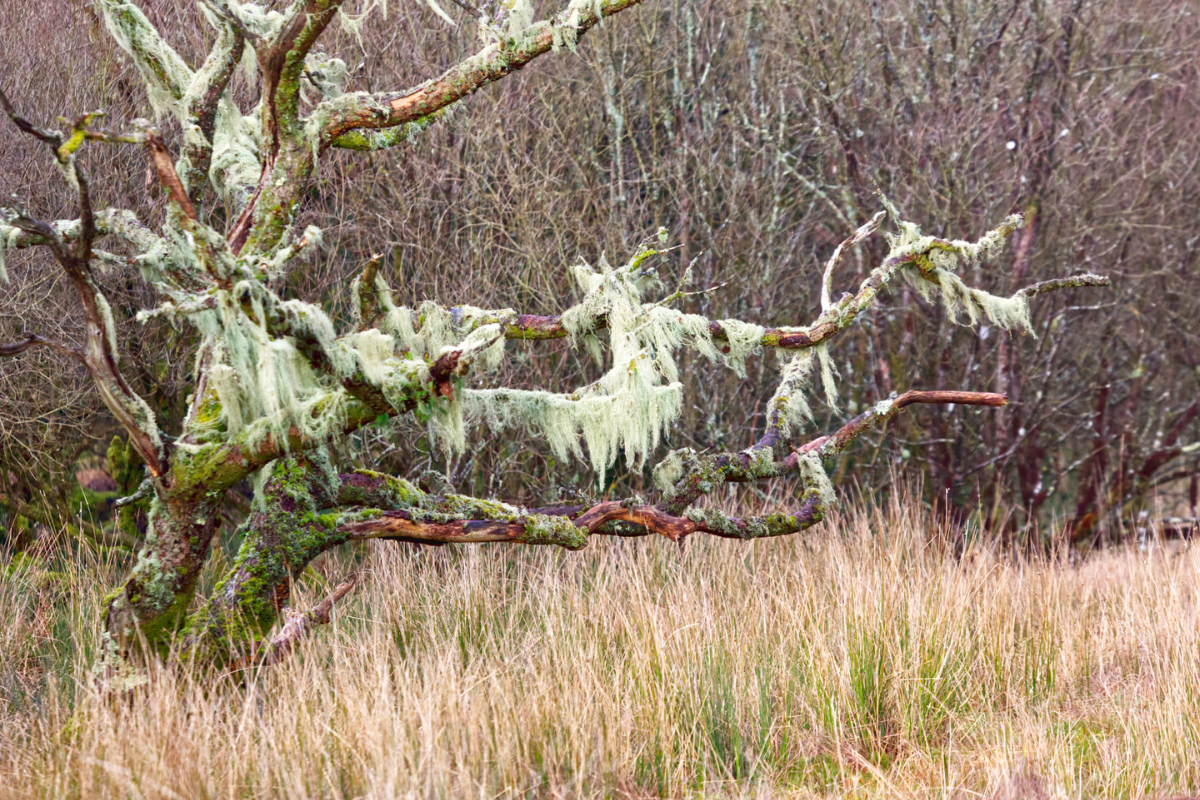 Visit_Tamar_Valley_oak_moss_photo_mike_wright