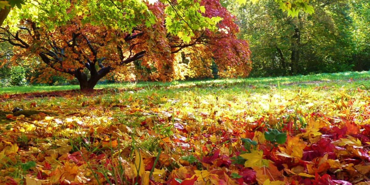 autumn_colours