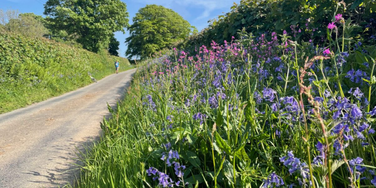 SPRING 2026 - BLOG - blog_wild_flowers